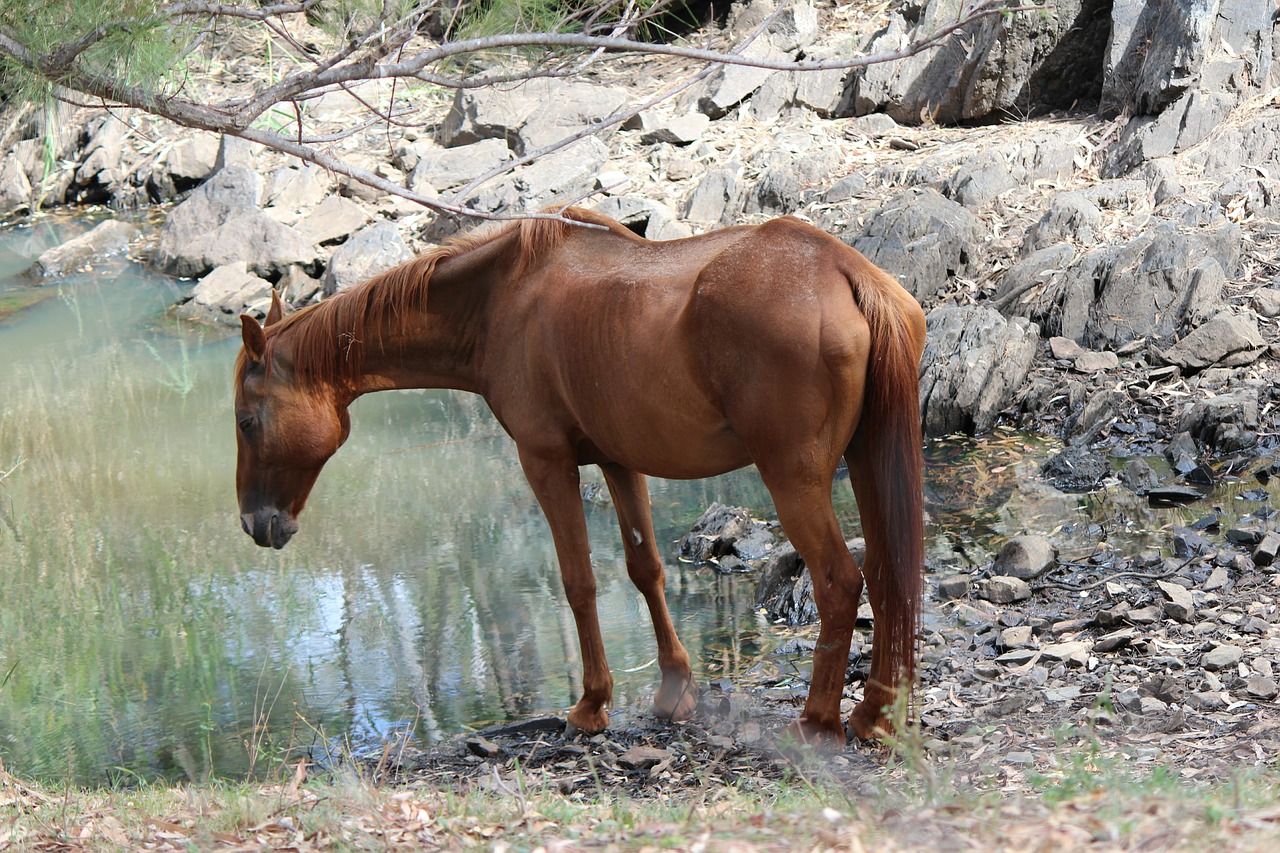 Pferd trinkt am Wasser